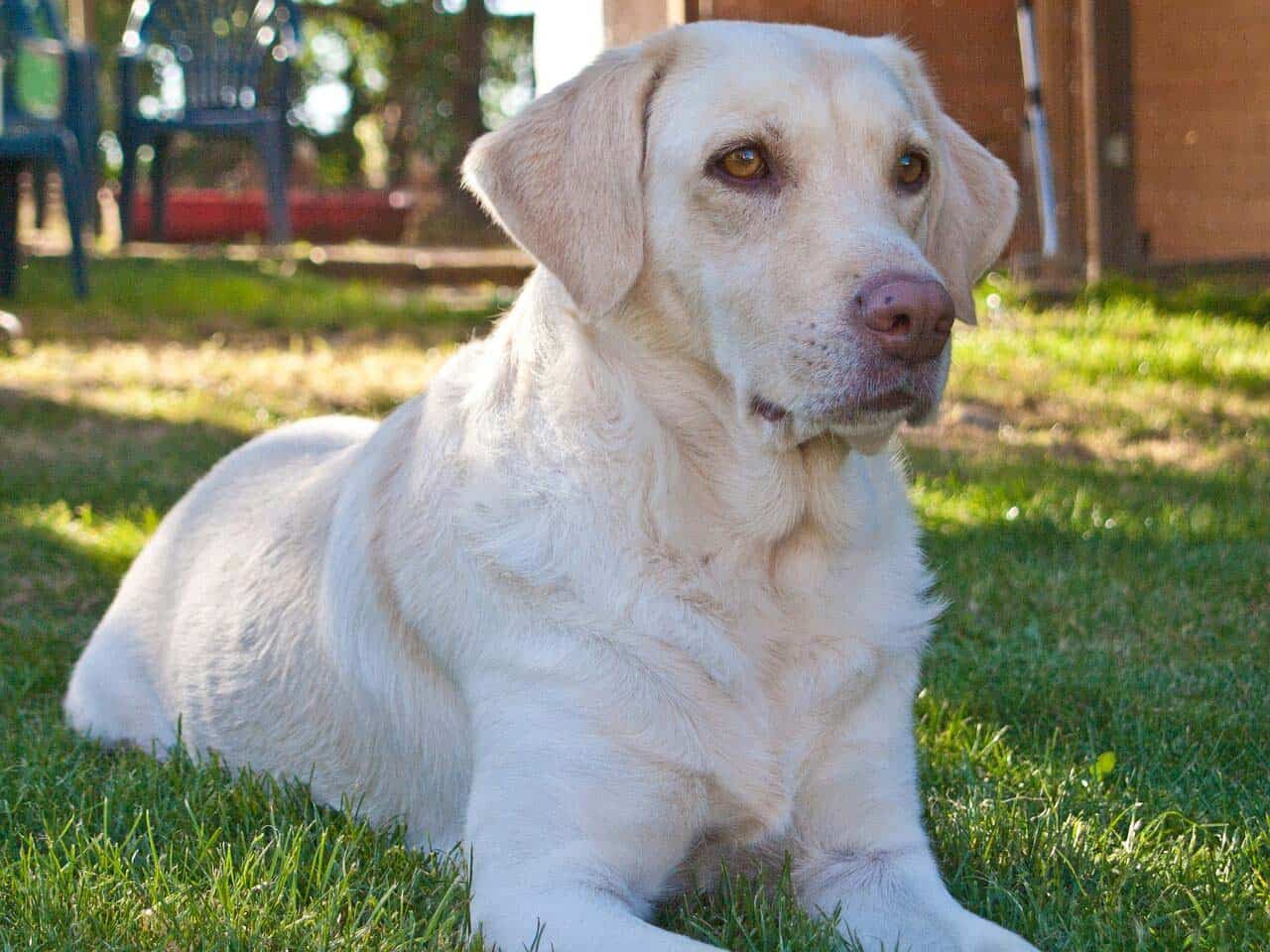 Cost Of Breeding A White Labrador