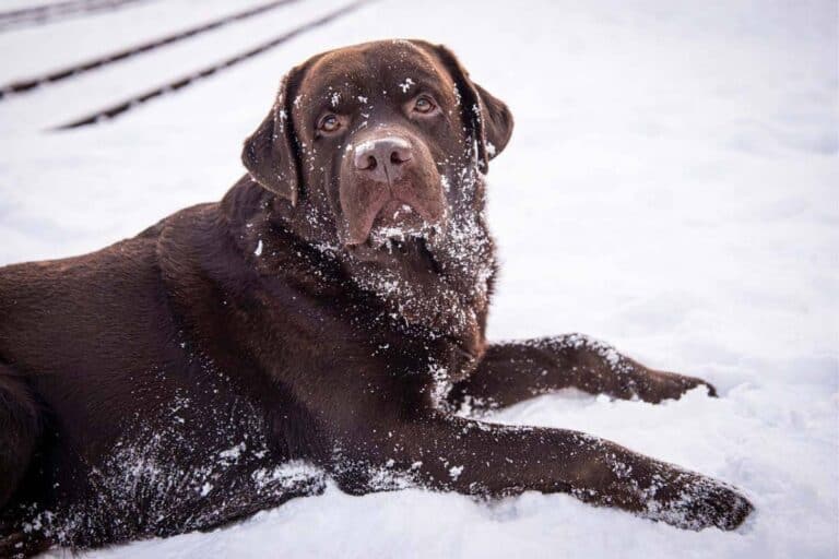 How Cold Can Labradors Tolerate Outside?  Temperature Tolerance Explained