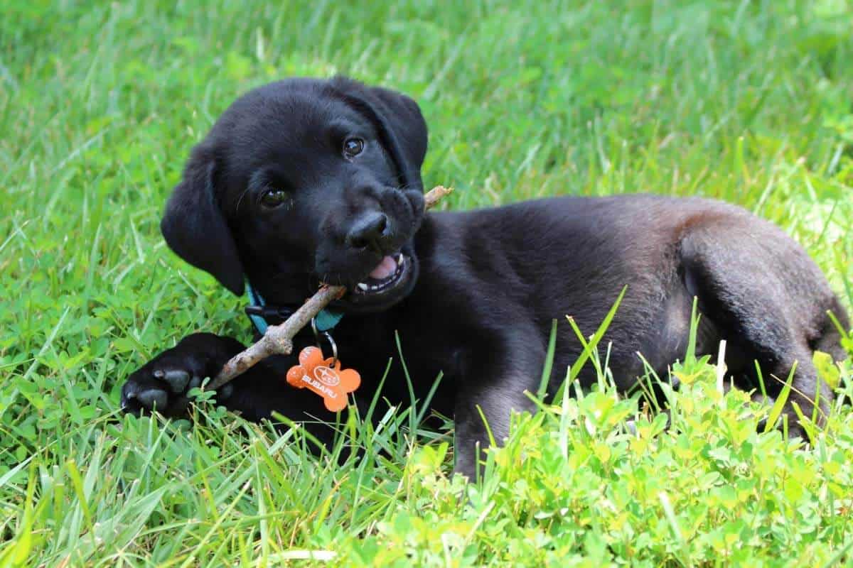 Labrador Dog Positive Reinforcement Training