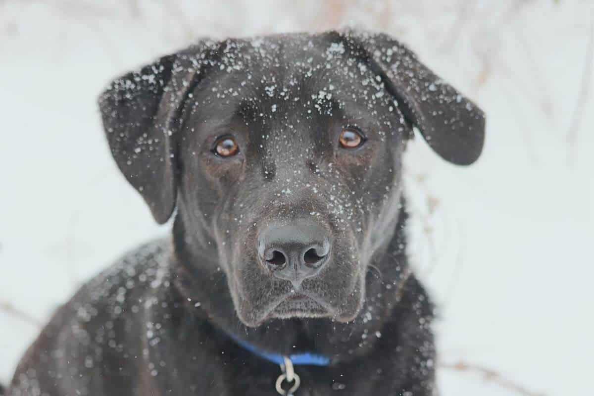 Tolerance to Cold Temperatures For Labradors and Other Breeds