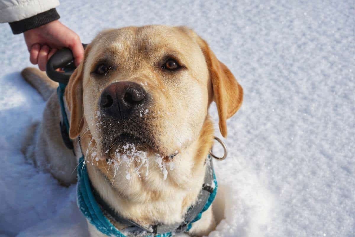 Labradors Cold Temperature Tolerance