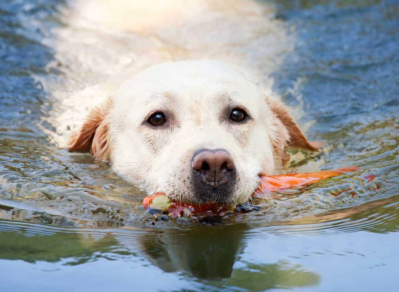 Price of White Labradors