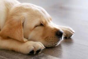 When Do Labrador Retriever Puppies Relax