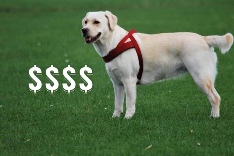 How Much Does a White Labrador Cost? Why Is It So Expensive?