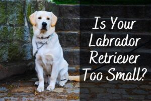 Is Your Labrador Retriever Too Small