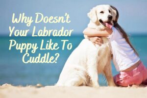 Why Doesn’t Your Labrador Puppy Like To Cuddle