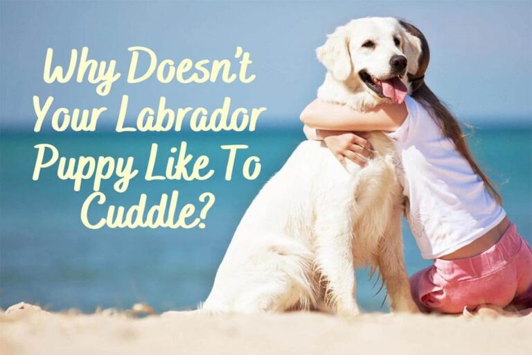 Why Doesn’t Your Labrador Puppy Like To Cuddle?