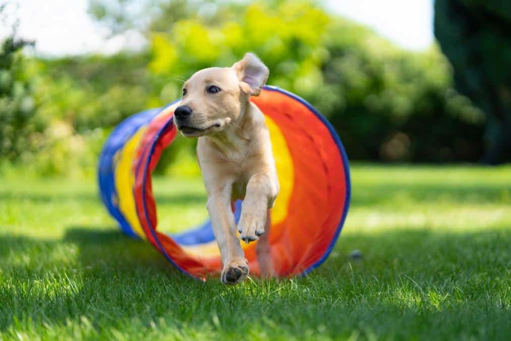 labrador exercise