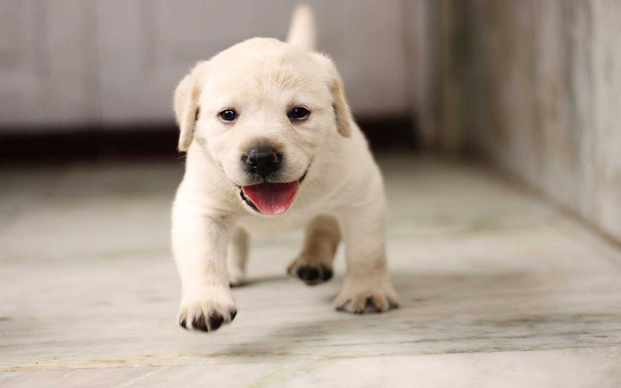 Labrador Puppy