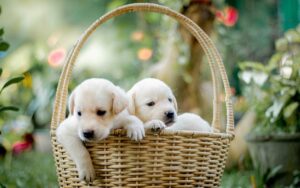 Questions-To-Ask-Breeders When Buying Labrador Puppy