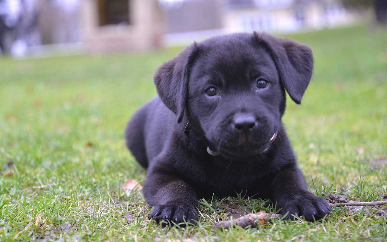 Buying a Labrador puppy