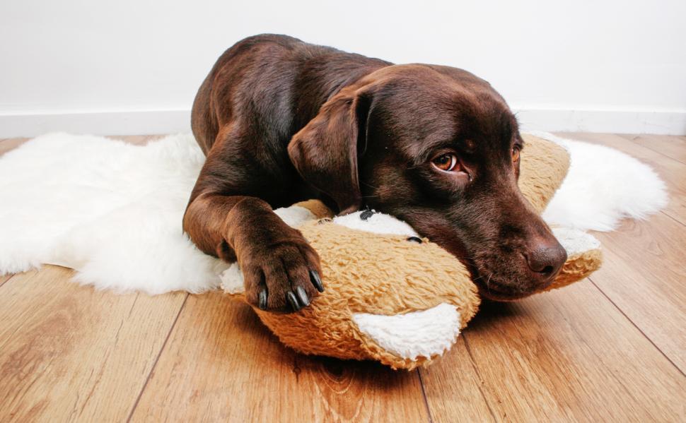 Cuddling With Labrador