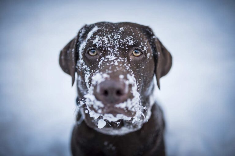 How Long Can a Labrador Stay Out in the Cold?