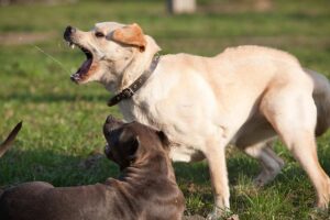 How To Deal With an Aggressive Labrador