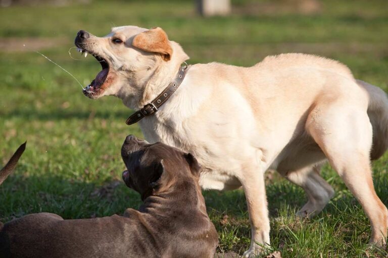 How To Deal With an Aggressive Labrador (Complete Guide)