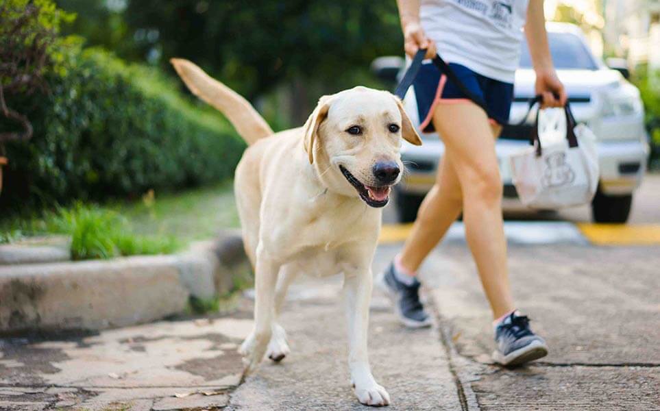 Labrador Retriever Walking Tips