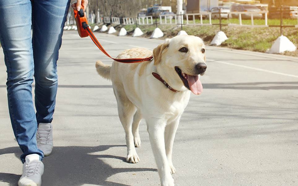 Labrador Retriever Walking Tips