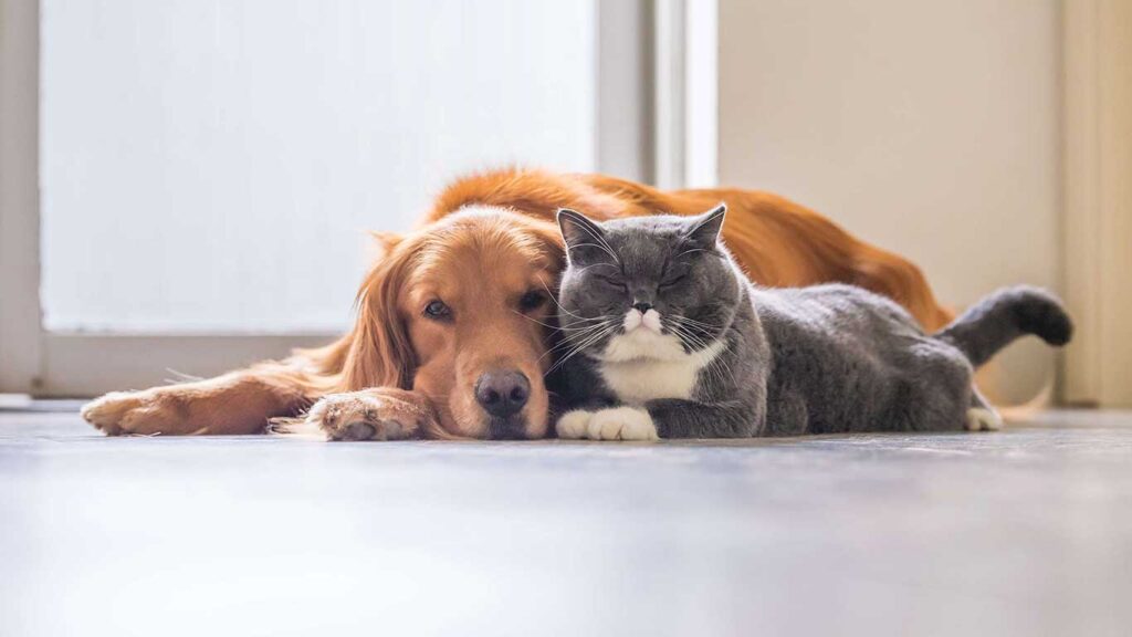 Labrador With Cat