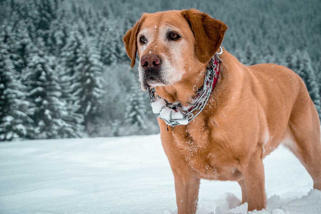 Labrador in the Cold