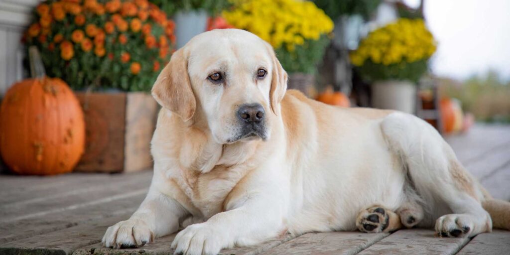 Labrador setting in the garden