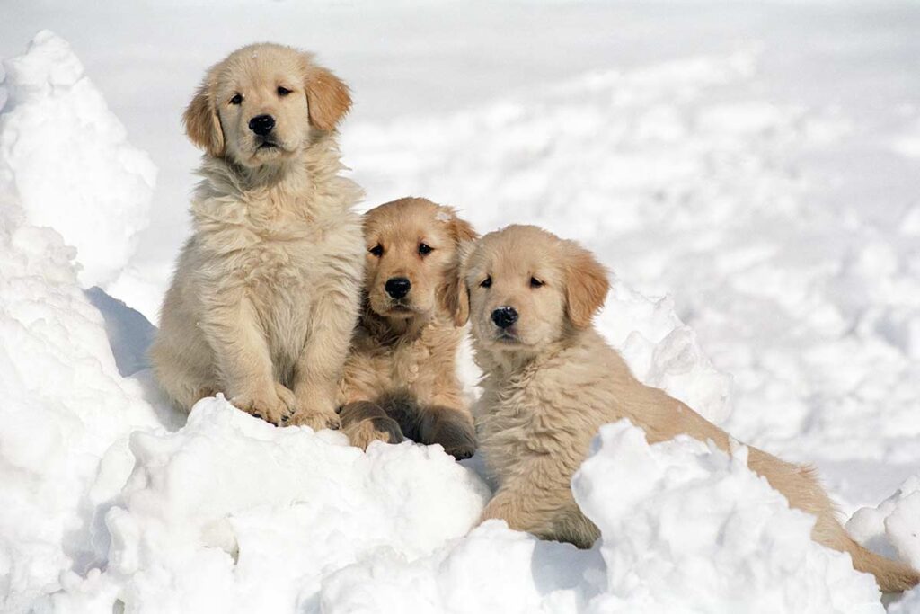 Labradors Retrievers Playing in Snow