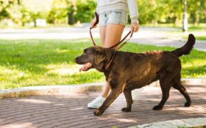 Labradors Walking Guidelines