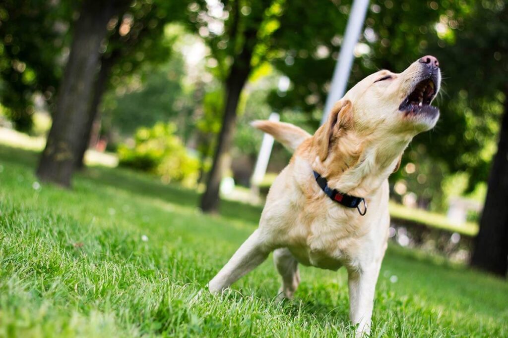 Training Your Labrador