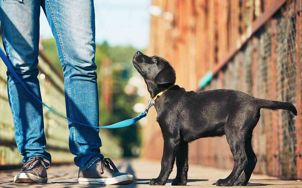 Walking Guide For Lab Puppy