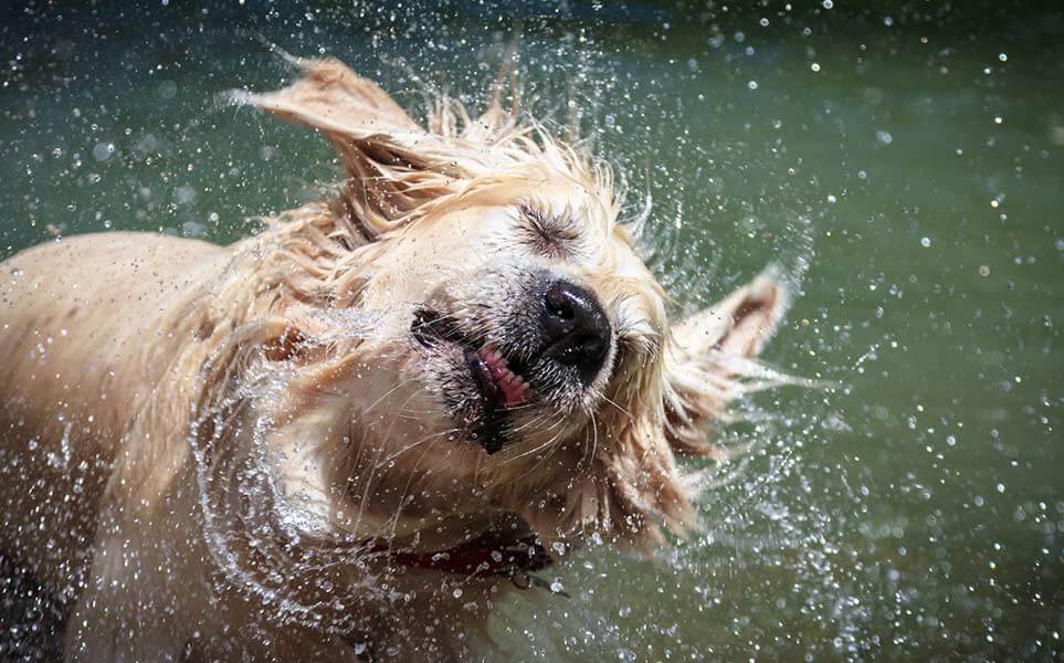 Water Trapped in the Ear Labrador Dog