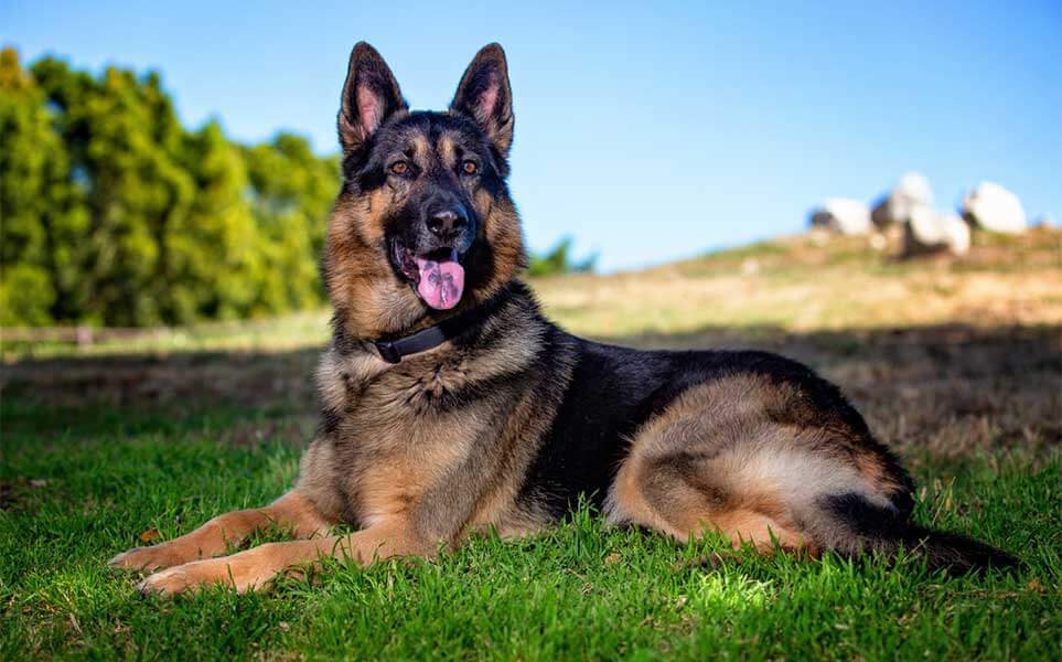 German Shepherd Dog