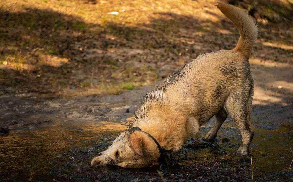 Labrador Likes Playing in the Dirt