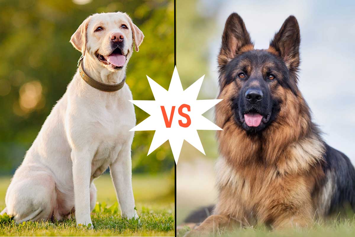 Labrador Retriever vs German Shepherd