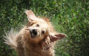 Labrador Stink Even After Bath