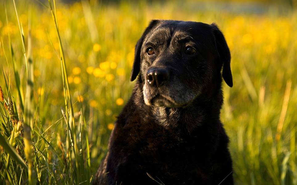 Older Labradors