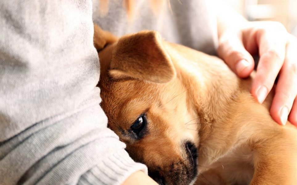 Lab Puppy Like Cuddles