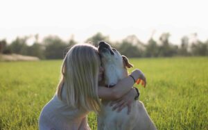 Senior Labrador Would Like To Cuddle