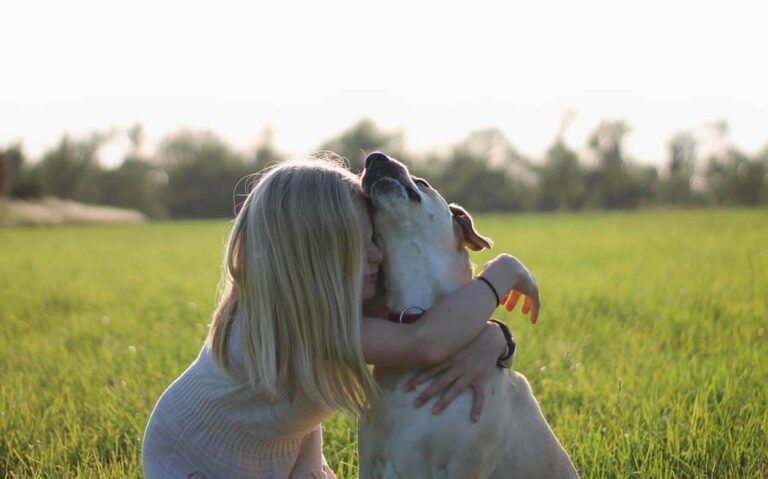 Do Labradors Get More Cuddly As They Age?