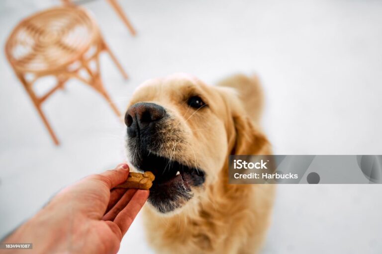 3 Best Supplements for Labrador Retrievers: The Ultimate Guide for Optimal Health