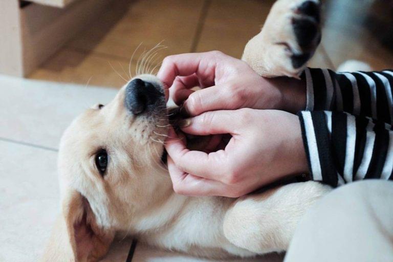 Labrador Average Weight - The Labrador Family