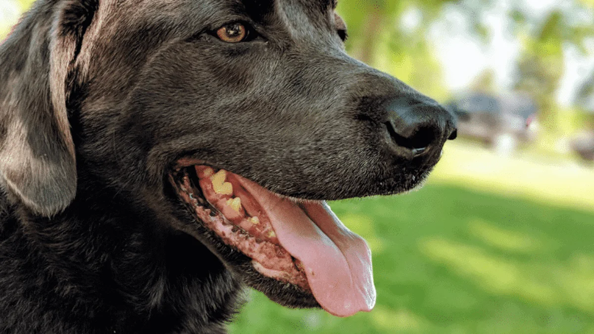 Labrador Excessive Panting