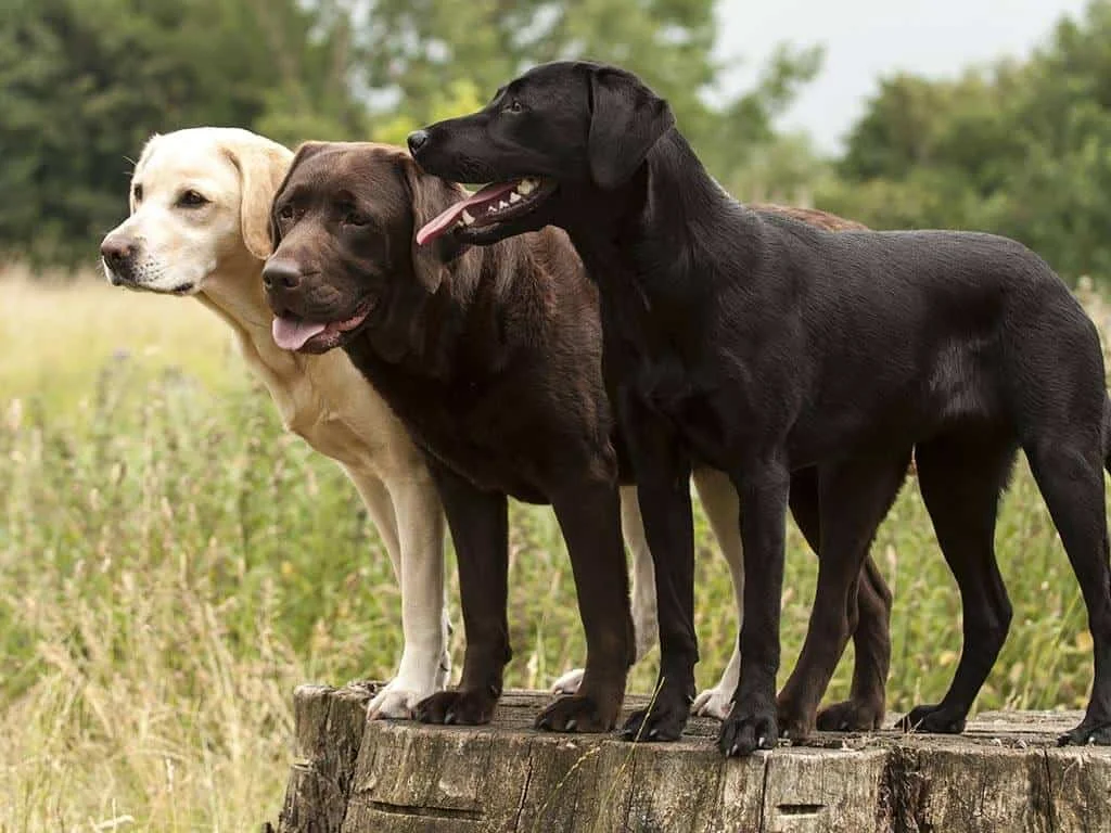 Labrador retrievers - a fairly fast-growing dog breed