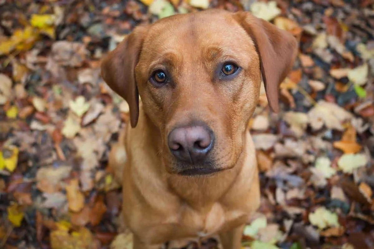 Red Fox Labrador