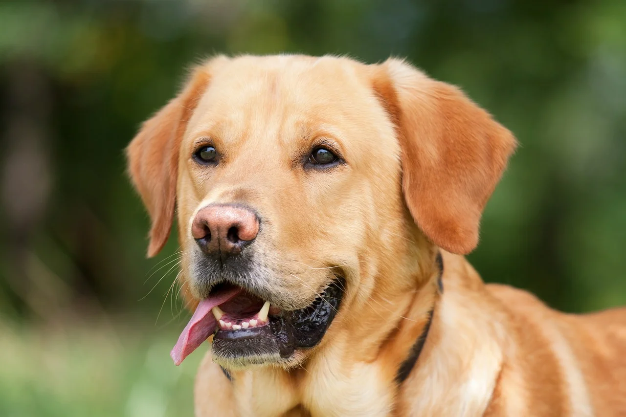Dry Nose In Dogs