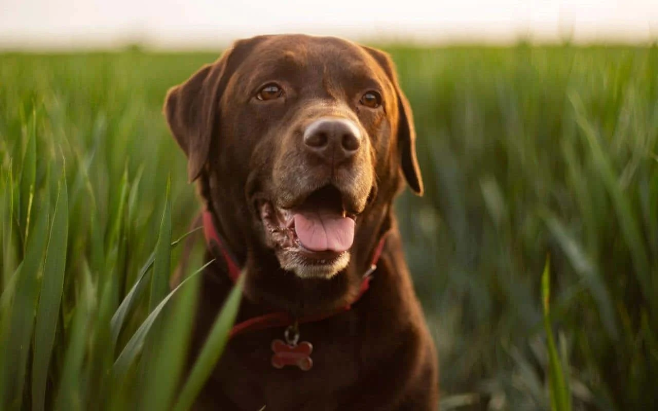 Can a Lab Live To Be 20 Years Old