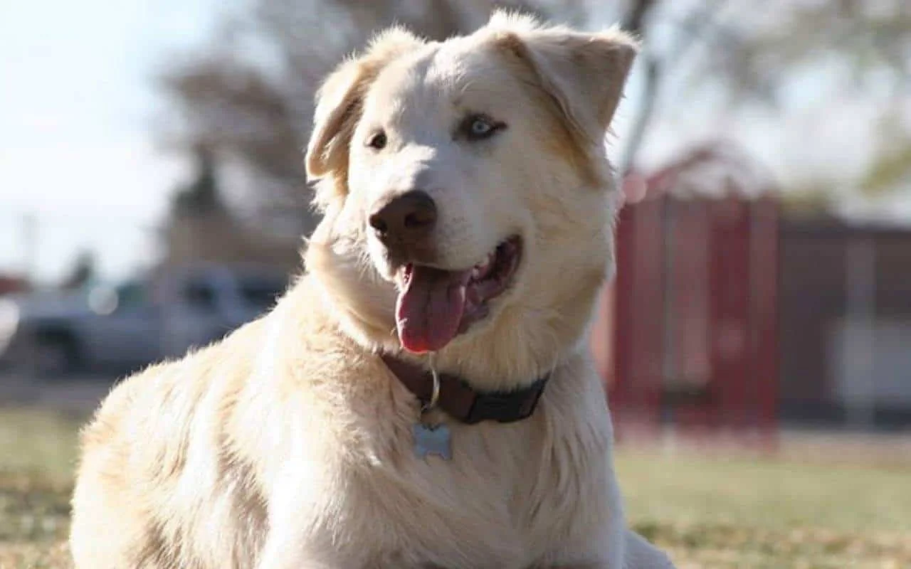 Husky Labrador Mix