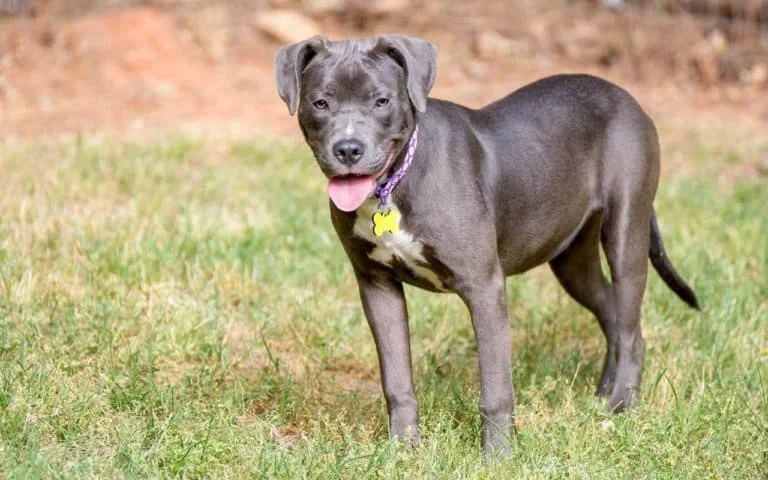 Labrador Mixed With Pitbull