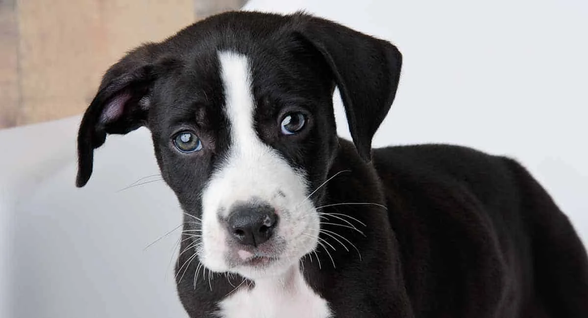 Labrador is mixed with a pit bull
