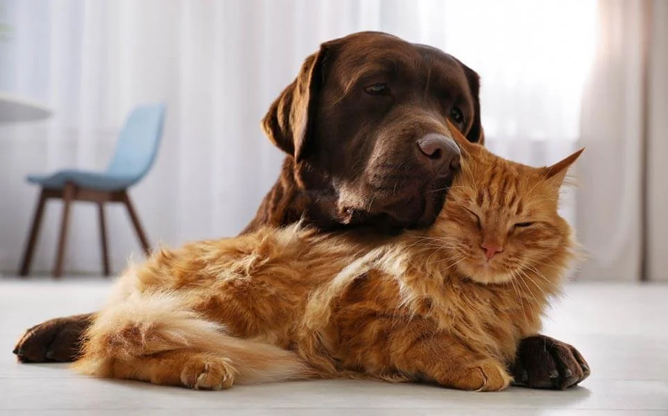 Labradors With Cats Playing Together