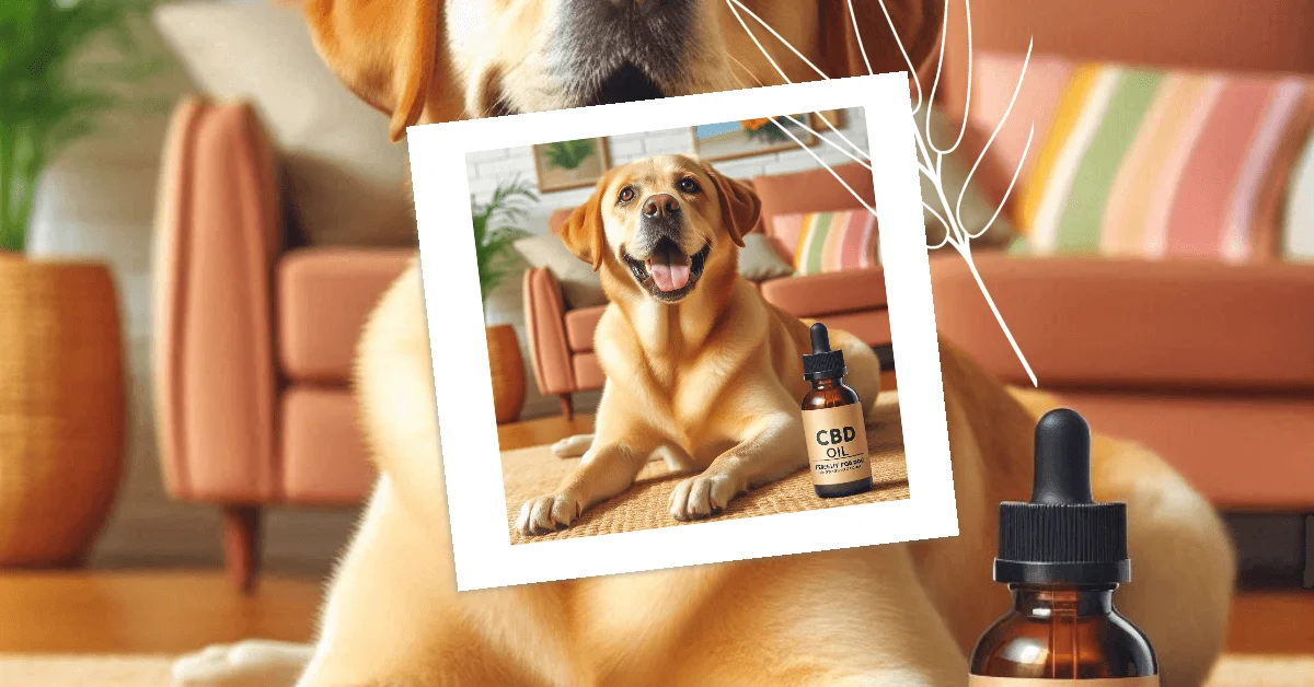 CBD Oils For Labrador Retrievers