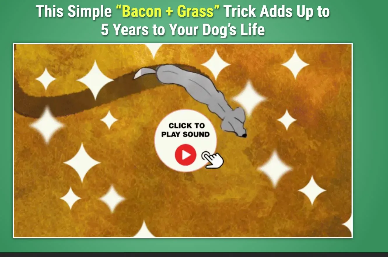 dog gut health